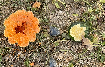Elazığ'da yaban domuzu istilası: Bahçeler talan edildi