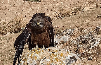 Elazığ'da yaralı çaylak kuşuna köylülerden şefkat eli