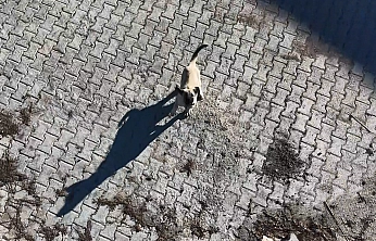 Elazığ'da yavru kangal ile dronun eğlenceli mücadelesi