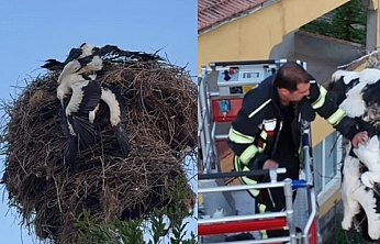 Elazığ'da yavru leylekler için zamanla yarış: İtfaiye kurtardı