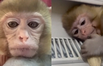 Elazığ'da yavru makak maymunu koruma altına alındı