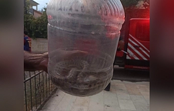 Elazığ'da yılan paniği