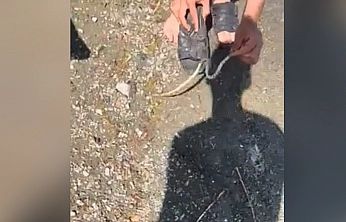 Elazığ'da yılanlı şaka