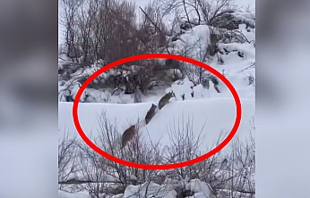 Elazığ'da yiyecek arayan kurt sürüsü görüntülendi