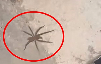 Elazığ'da zehirli sarıkız örümceği görüntülendi