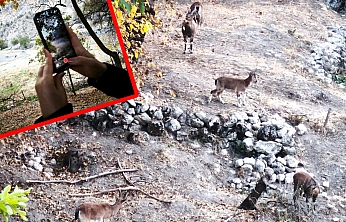 Elazığ'dan gelen ziyaretçiler Tunceli'de dağ keçilerini hayranlıkla izledi