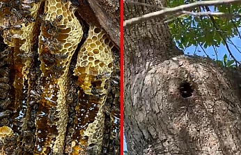 Elazığ'dan yaşlı ağacın kovuğundan kilolarca doğal bal çıktı