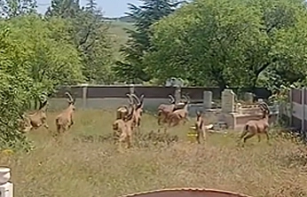 Elazığ Harput'ta şaşırtan anlar: Koruma altındaki keçiler mezarlıkta