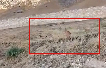 Elazığ'ın tarihi kalesinde dağ keçisi sürüsü görüntülendi