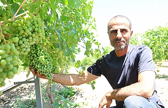Gurbetten döndü, Elazığ'da 300 dönümü bağa dönüştürdü