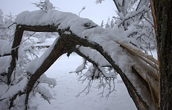 Harput'ta yoğun kar ağaçları kırdı