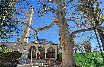 Harput'un 300 yıllık çınarı zamanın izlerini taşıyor