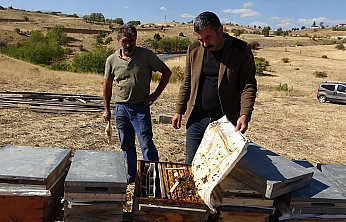 İklim değişikliği arıları etkiledi: Tunceli'de rekolte 900 tona düştü