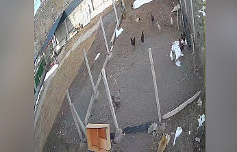 Karakoçan'da tilkinin kümes baskını kamerada