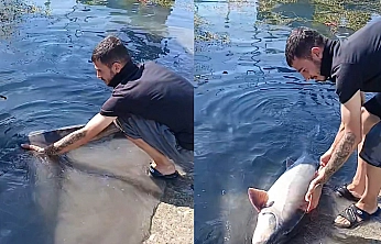 Keban Baraj Gölü'nde 35 Kiloluk Mersin Balığı heyecanı