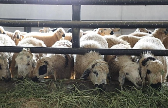 Keban'da 6 köy karantinaya alındı