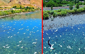 Murat Nehri'nde martı şöleni görüntülendi