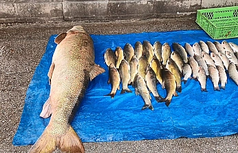 Murat Nehri'nden çıkan dev balık görenleri şaşkına çevirdi