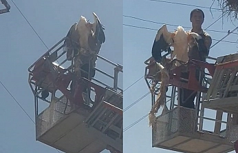Palu'da yaralı leylek itfaiye ekipleri tarafından kurtarıldı