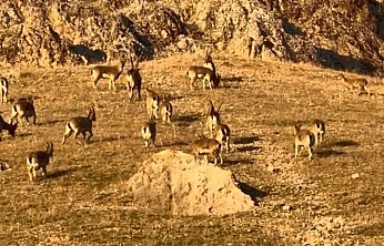 Palu'daki tarihi kalede dağ keçileri görüldü