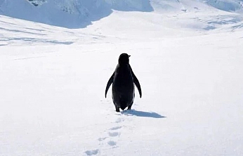 Penguende kendini aramak