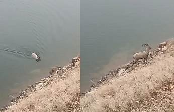 Sarp kayalıkların ustası baraj gölünde yüzerken görüldü