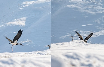 Şaşırtan manzara: Göç etmeyen kara leylekler Elazığ'da görüntülendi