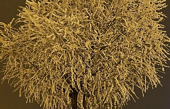 Soğuk gece Elazığ'da ağaçları beyaza boyadı