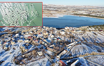 Soğuk hava Cip Barajı'nda yaban hayatını görsel şölene dönüştürdü