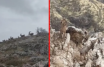 Tarihle doğa yan yana: Harput'ta yaban keçileri görüntülendi