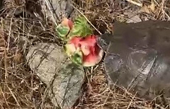 Tunceli'de ilginç anlar