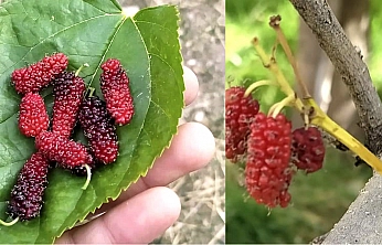 Tunceli'de yalancı bahar