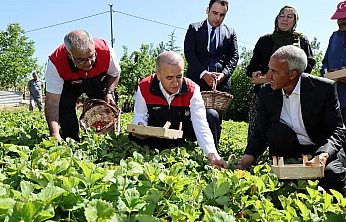 Vali Hatipoğlu, Maden'de çilek hasadına katıldı