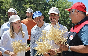 Yerli Tüylü Nohutta hasat zamanı