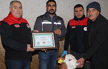 Yılın ilk buzağısına 'Bereket' adı verildi