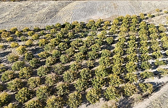 Zirai dondan etkilenen kayısı ağaçları gelecek yıl için umut veriyor