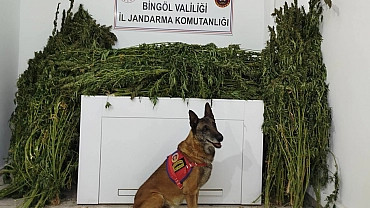 Bingöl’de 91 kilo esrar ele geçirildi