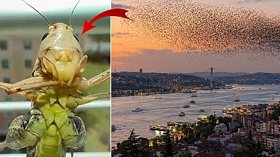 Dev çekirge sürüsü yayılıyor! Bir il daha alarm verdi