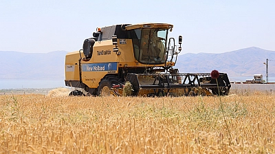 Elazığ'da arpa hasadı başladı ama çiftçi memnun değil