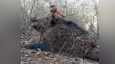 Elazığ'da avlandı, görenler aslan sandı