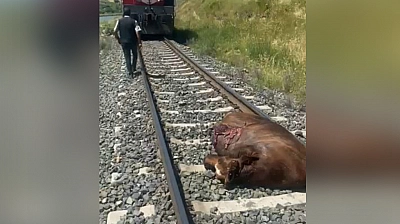 Elazığ'da feci kaza! Trenin çarptığı inek telef oldu