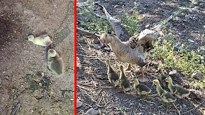 Elazığ'da kümese yılan girdi: 5 Kaz yavrusu zehirlenerek öldü