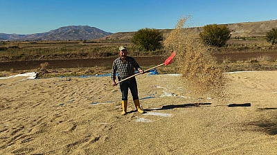 Elazığ'da Palu'nun meşhur üründe hasat zamanı