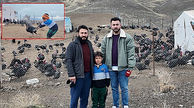 Elazığ'da koç fiyatına hindi