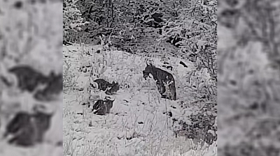 Elazığ'da vaşak ailesi görüntülendi