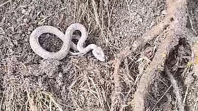 Elazığ kış ortasında yılan şaşkınlığı