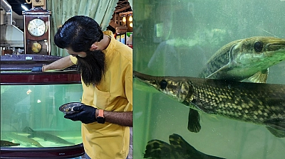 Köfte yemek  İçin Geliyorlar, Timsah Balığını Görmeden Gitmiyorlar
