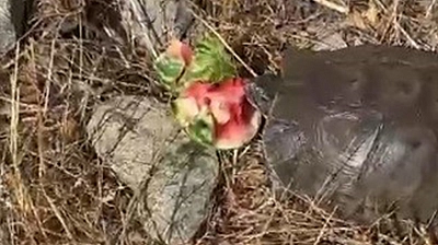 Tunceli'de ilginç anlar