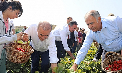 Altıntarla Köyü'nde Çilek hasadı gerçekleştirildi