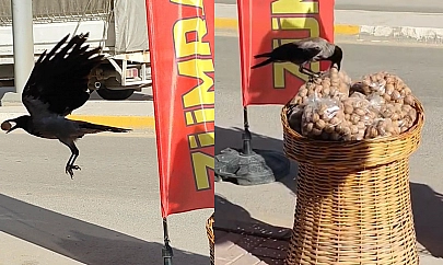 Ceviz hırsızı karga kameralara yakalandı